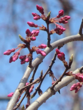 1762-12.3.30朝　旧本館中庭中央しだれ桜蕾縦バージョン.jpg